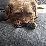 dog, sleeping, couch, pillow, indoor, brown_dog, pet, cozy, resting, furniture, blanket, animal, cute, small_dog, relaxation, home, domestic, fur, nap, comfort