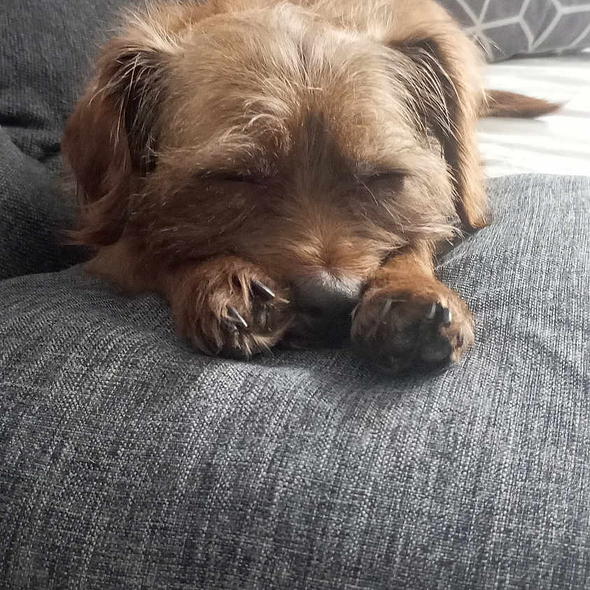 Naya a rejoint le concours — aidez-le/la à gagner de superbes lots ! dog, sleeping, couch, pillow, indoor, brown_dog, pet, cozy, resting, furniture, blanket, animal, cute, small_dog, relaxation, home, domestic, fur, nap, comfort