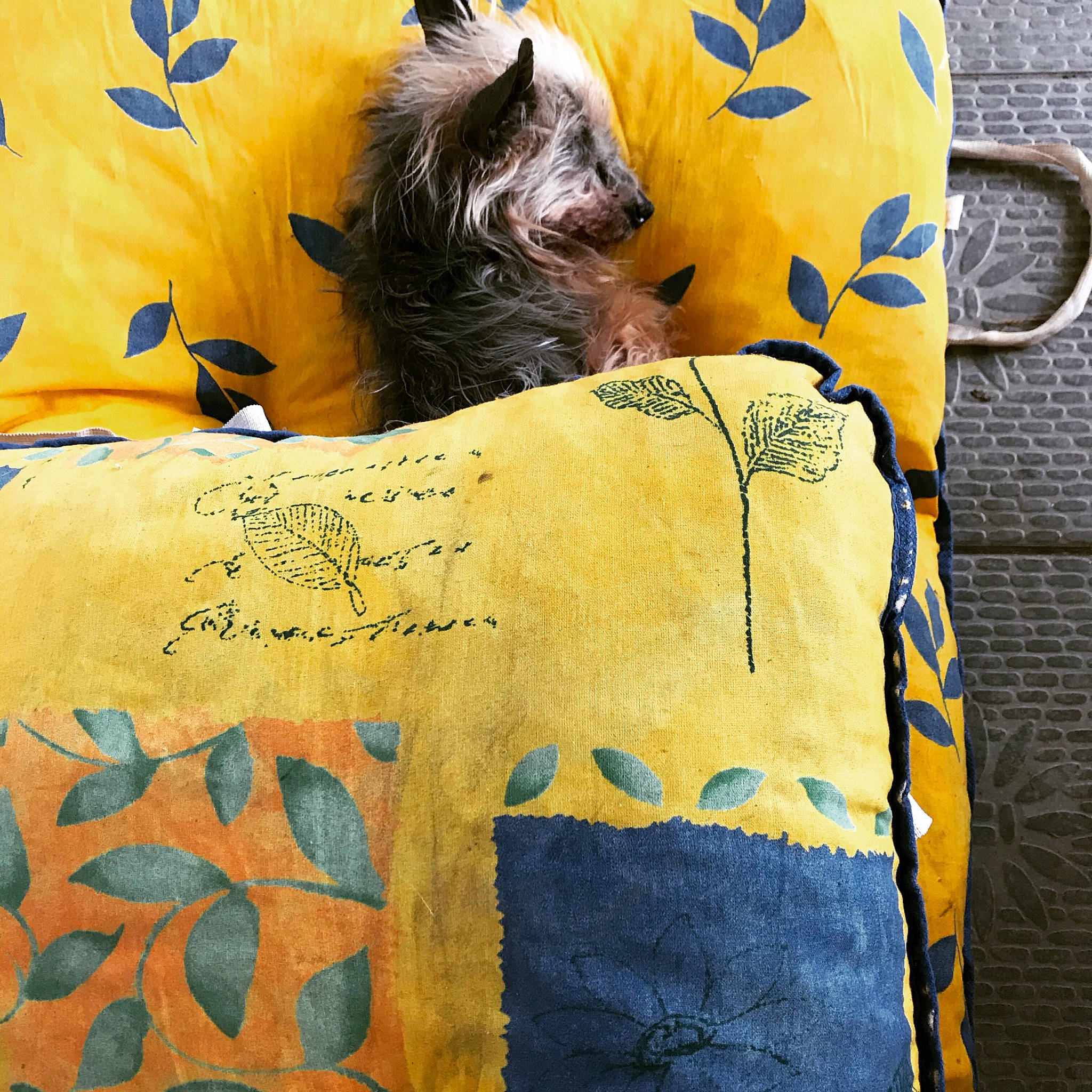 Athos a rejoint le concours — aidez-le/la à gagner de superbes lots ! bag, blue, carnivore, comfort, companion_dog, dog, dog_breed, dog_supply, electric_blue, felidae, font, handwriting, linens, small_terrier, snout, t_shirt, textile, toy_dog, whiskers, working_animal