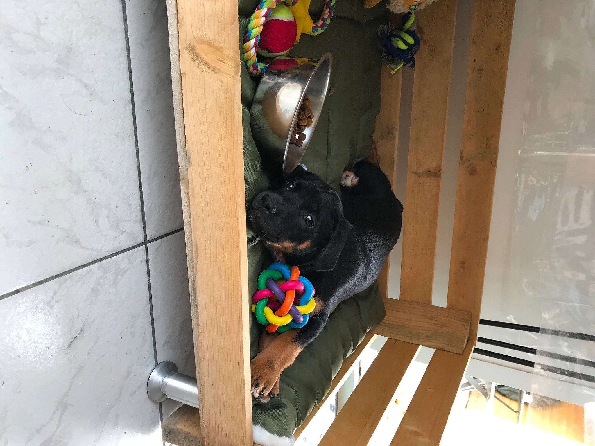 Raya participe au concours pour gagner de l'argent avec cette photo : dog, electrical_wiring, flooring, hardwood, room, sporting_group, toy, wood