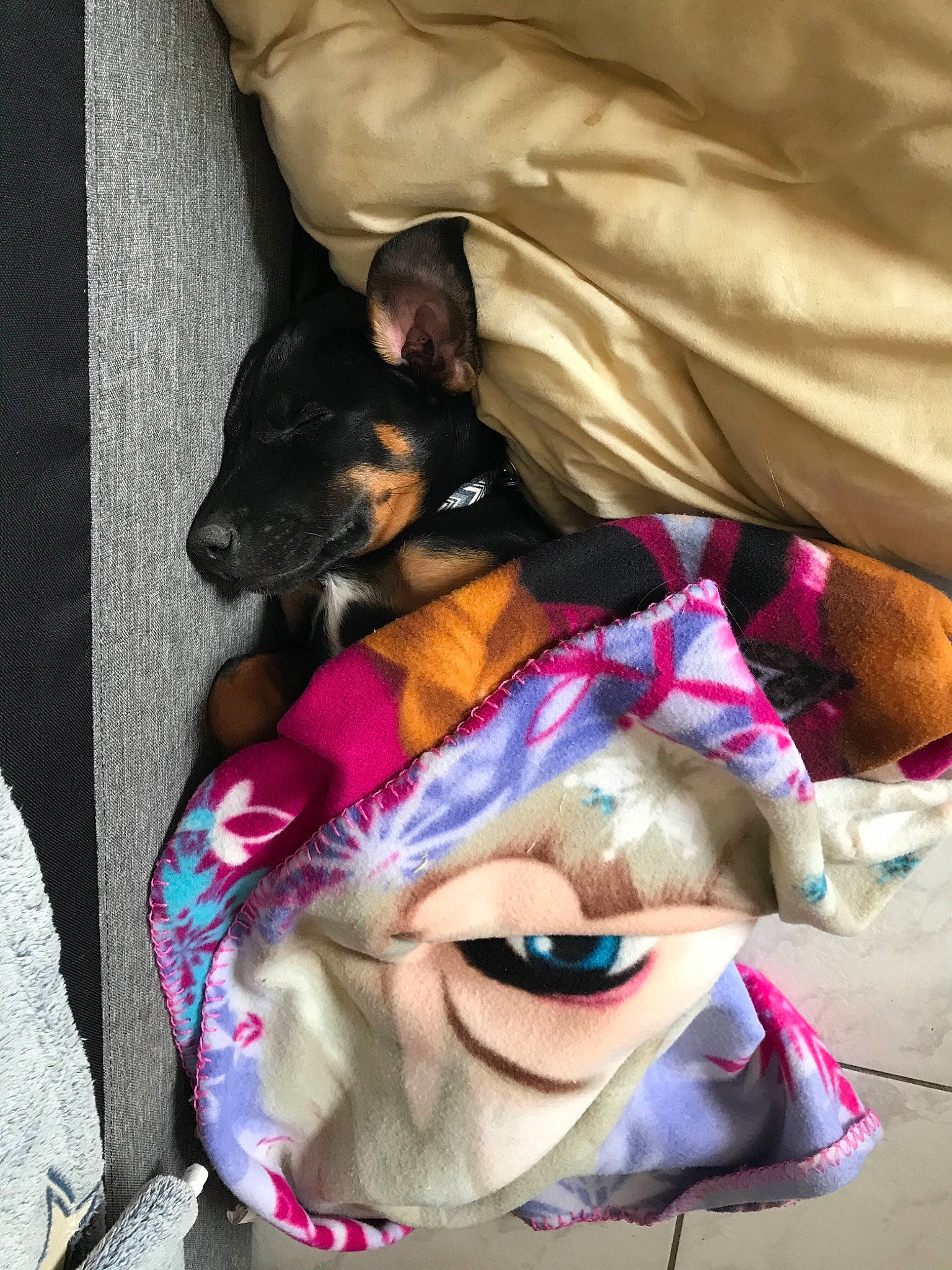 Raya participe au concours pour gagner de l'argent avec cette photo : carnivore, comfort, companion_dog, dog, dog_breed, dog_supply, eyewear, fawn, felidae, fur, linens, magenta, pink, pinscher, prazsky_krysarik, purple, snout, toy, toy_dog, whiskers