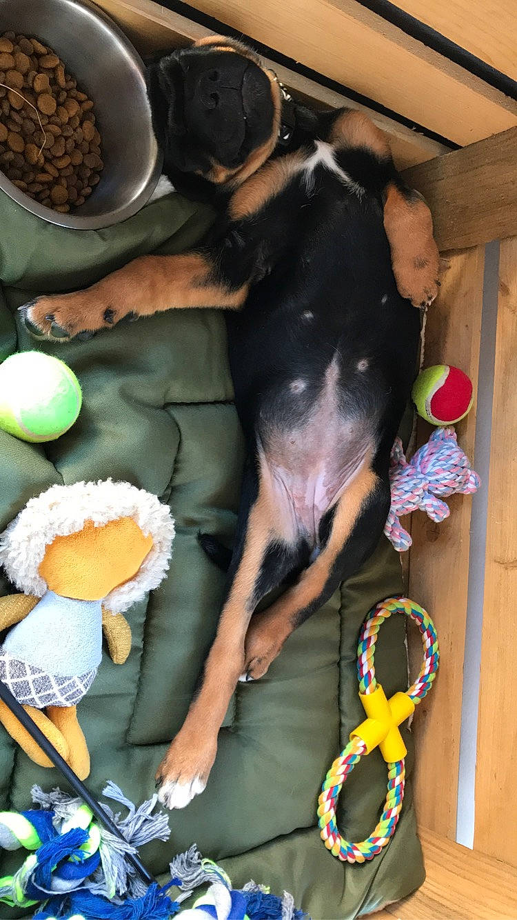 Raya a rejoint le concours — aidez-le/la à gagner de superbes lots ! canidae, carnivore, citrus, comfort_food, companion_dog, dog, dog_breed, fawn, food, fun, ingredient, mammal, organism, produce, recipe, sporting_group, sweetness, tableware, tail, vertebrate