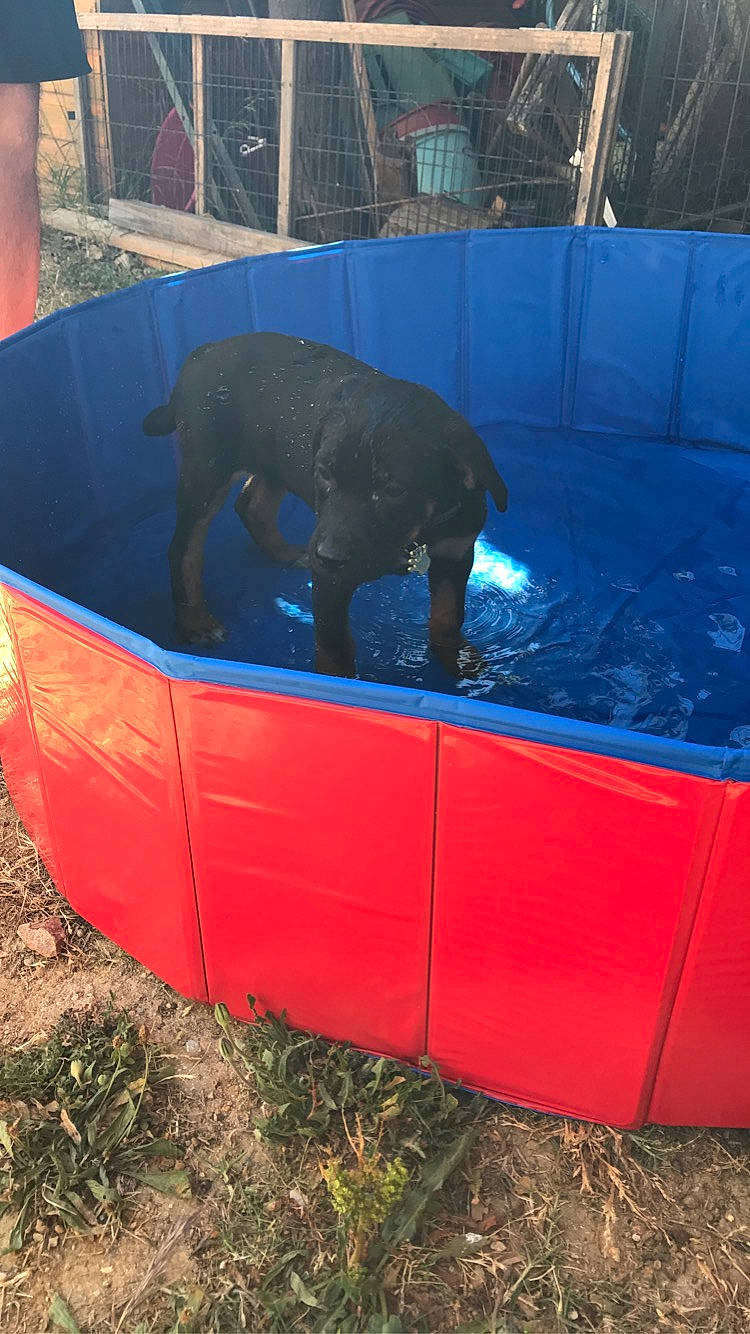 Raya a rejoint le concours — aidez-le/la à gagner de superbes lots ! canidae, carnivore, comfort, dog_breed, electric_blue, grass, leisure, plant, recreation, soil, sporting_group, terrestrial_animal, working_animal