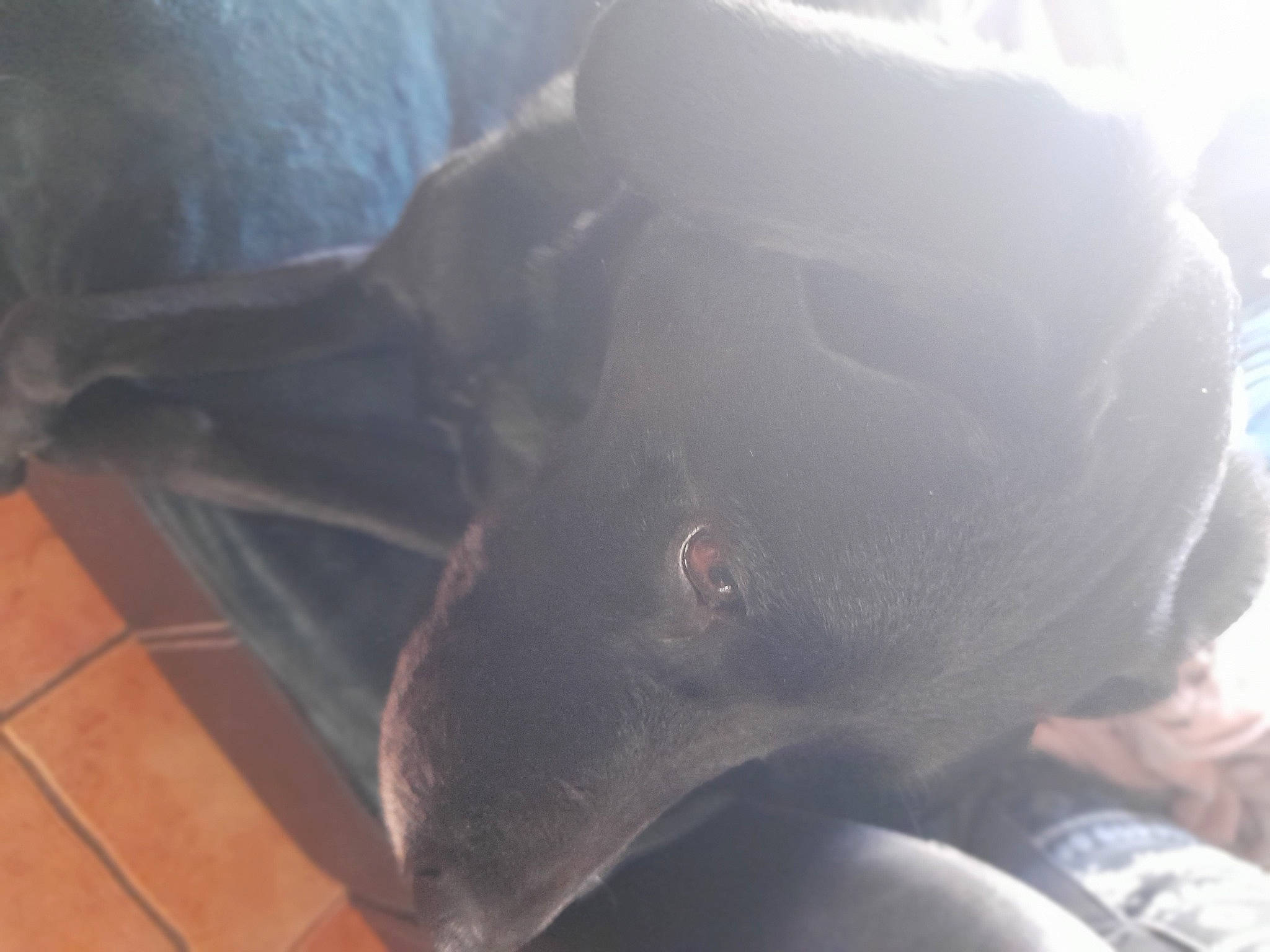 Irina participe au concours pour gagner de l'argent avec cette photo : canidae, carnivore, companion_dog, dog, dog_breed, guard_dog, hunting_dog, jaw, non_sporting_group, snout, sporting_group, working_animal, working_dog