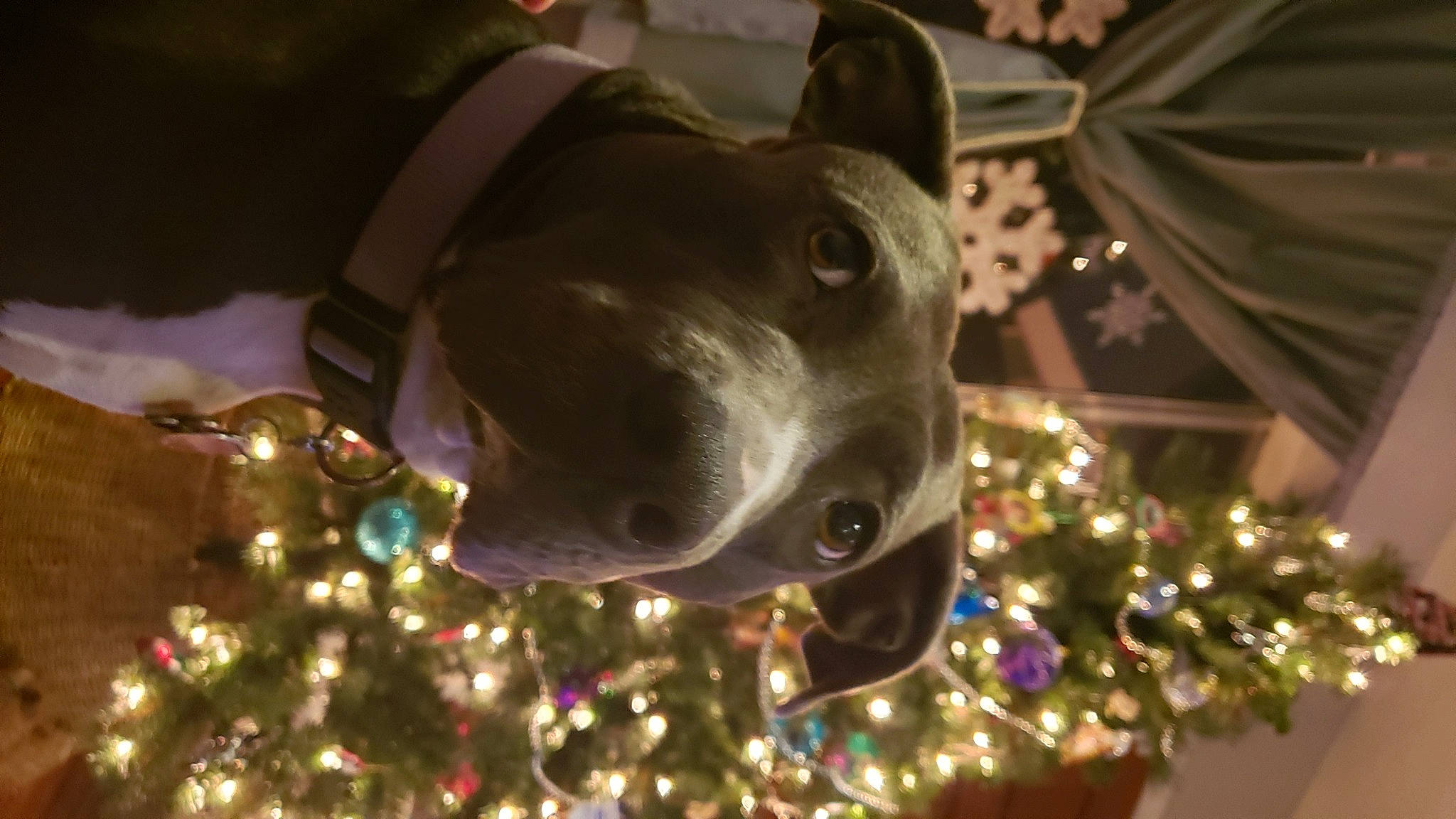 Skye is registered to the contest to win money with this photo: canidae, carnivore, christmas, christmas_decoration, christmas_ornament, christmas_tree, collar, conifer, dog, dog_breed, dog_collar, holiday, holiday_ornament, ornament, pet_supply, silver, snout, sporting_group, whiskers, working_animal