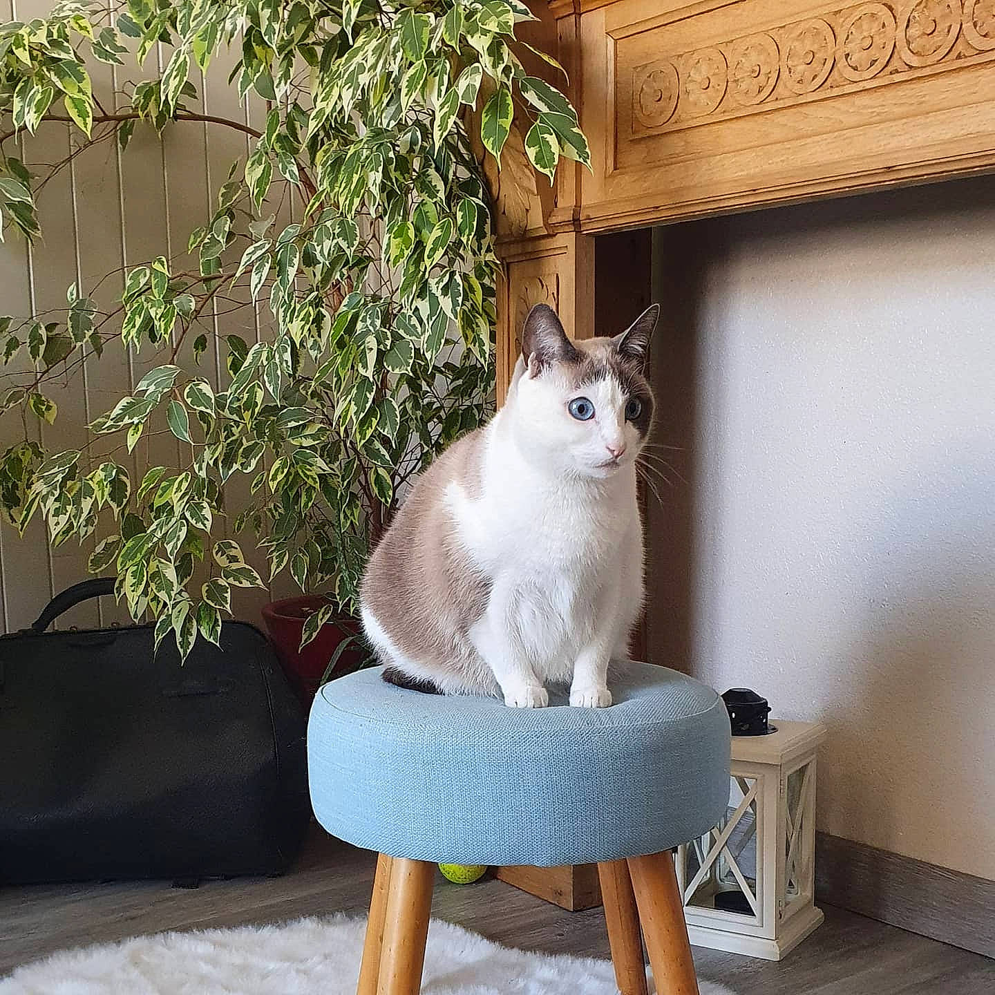 May a rejoint le concours — aidez-le/la à gagner de superbes lots ! aegean_cat, asian, british_shorthair, burmilla, carnivore, cat, cat_furniture, domestic_short_haired_cat, fawn, felidae, furniture, siamese, small_to_medium_sized_cats, table, tail, thai, tonkinese, whiskers