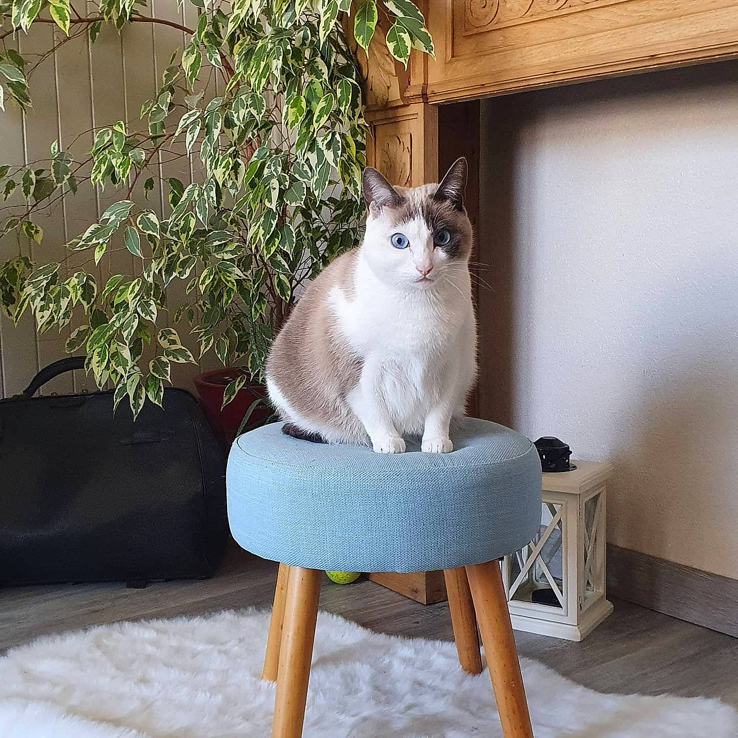 May participe au concours pour gagner de l'argent avec cette photo : aegean_cat, asian, balinese, carnivore, cat, cat_furniture, domestic_short_haired_cat, felidae, furniture, ragdoll, siamese, small_to_medium_sized_cats, snowshoe, table, tail, thai, tonkinese, turkish_angora, turkish_van, whiskers