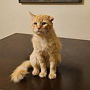 Charles Aka Charzard is registered to the contest to win money with this photo: cat, orange_cat, fluffy, sitting, table, indoor, pet, fur, whiskers, ears, tail, domestic_animal, feline, looking_away, calm, animal, one_animal, portrait, household, resting