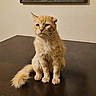 cat, orange_cat, fluffy, sitting, table, indoor, pet, fur, whiskers, ears, tail, domestic_animal, feline, looking_away, calm, animal, one_animal, portrait, household, resting