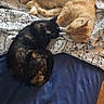 cat, sleeping, ginger_cat, tortoiseshell_cat, quilt, bed, blanket, nap, rest, feline, pet, cozy, indoor, fur, animal, companion, quiet, relaxation, comfort, home