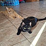 cat, ginger_cat, black_cat, tile_floor, indoor, sunlight, paw_touch, relaxed, pet, animal, domestic, feline, home, floor_tiles, resting, two_cats, playful, cozy, shadow, warm_light