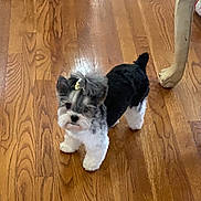 Pixie is registered to the contest to win money with this photo: dog, small_dog, puppy, bow, hair_accessory, wooden_floor, indoor, pet, cute, furry, black_and_white, standing, floor, domestic_animal, animal, companion, toy_breed, alert, home, fur