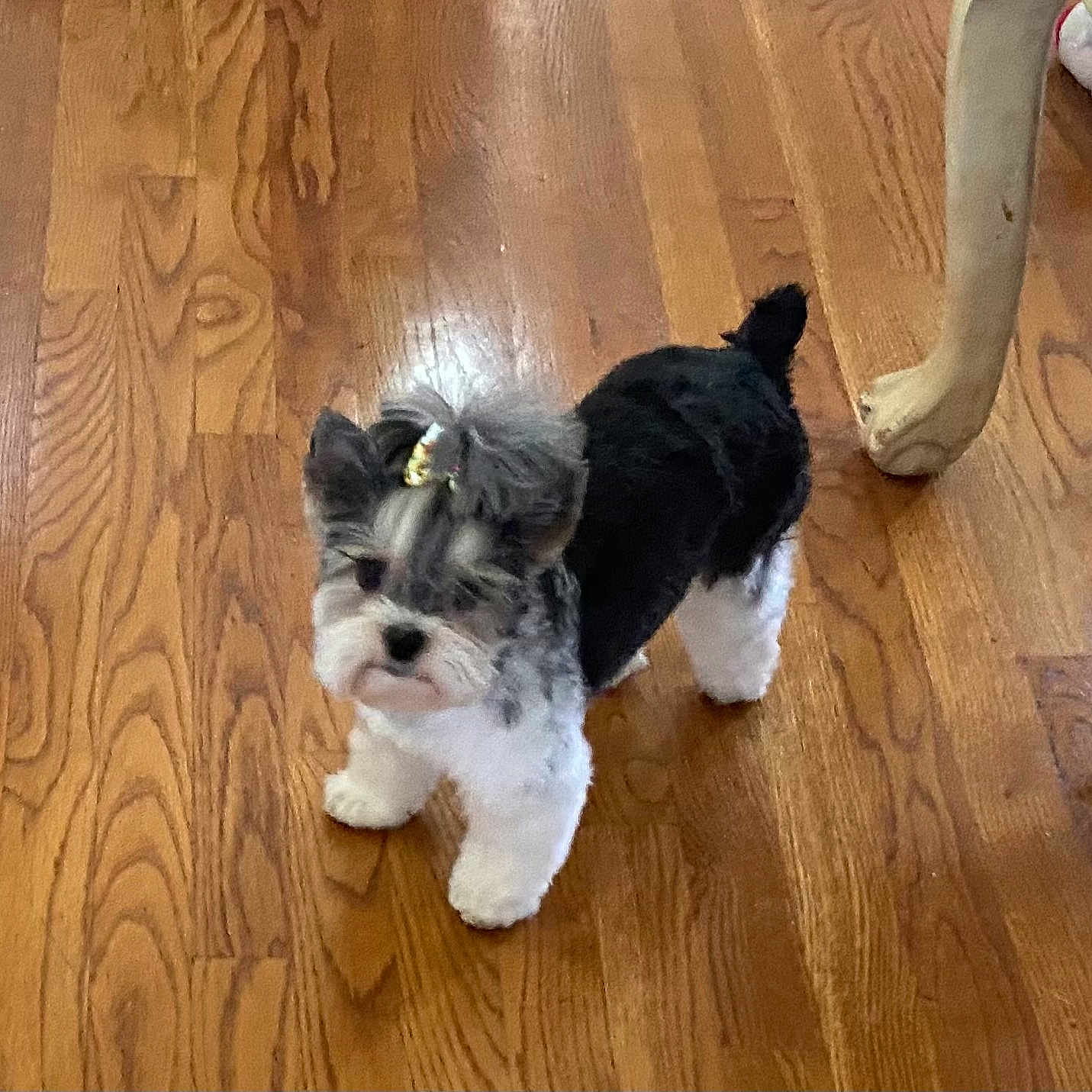 Pixie is registered to the contest to win money with this photo: dog, small_dog, puppy, bow, hair_accessory, wooden_floor, indoor, pet, cute, furry, black_and_white, standing, floor, domestic_animal, animal, companion, toy_breed, alert, home, fur