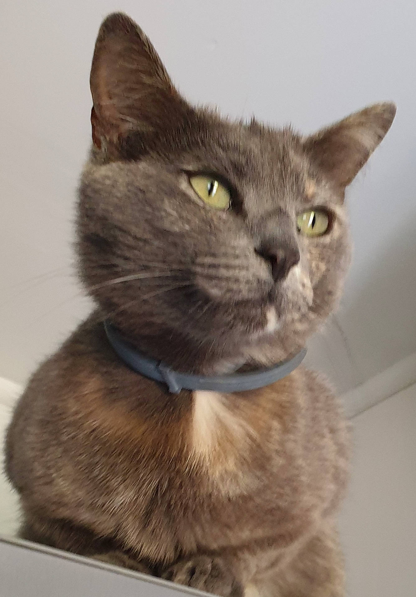 Bella a rejoint le concours — aidez-le/la à gagner de superbes lots ! carnivore, cat, domestic_short_haired_cat, felidae, fur, grey, small_to_medium_sized_cats, terrestrial_animal, whiskers