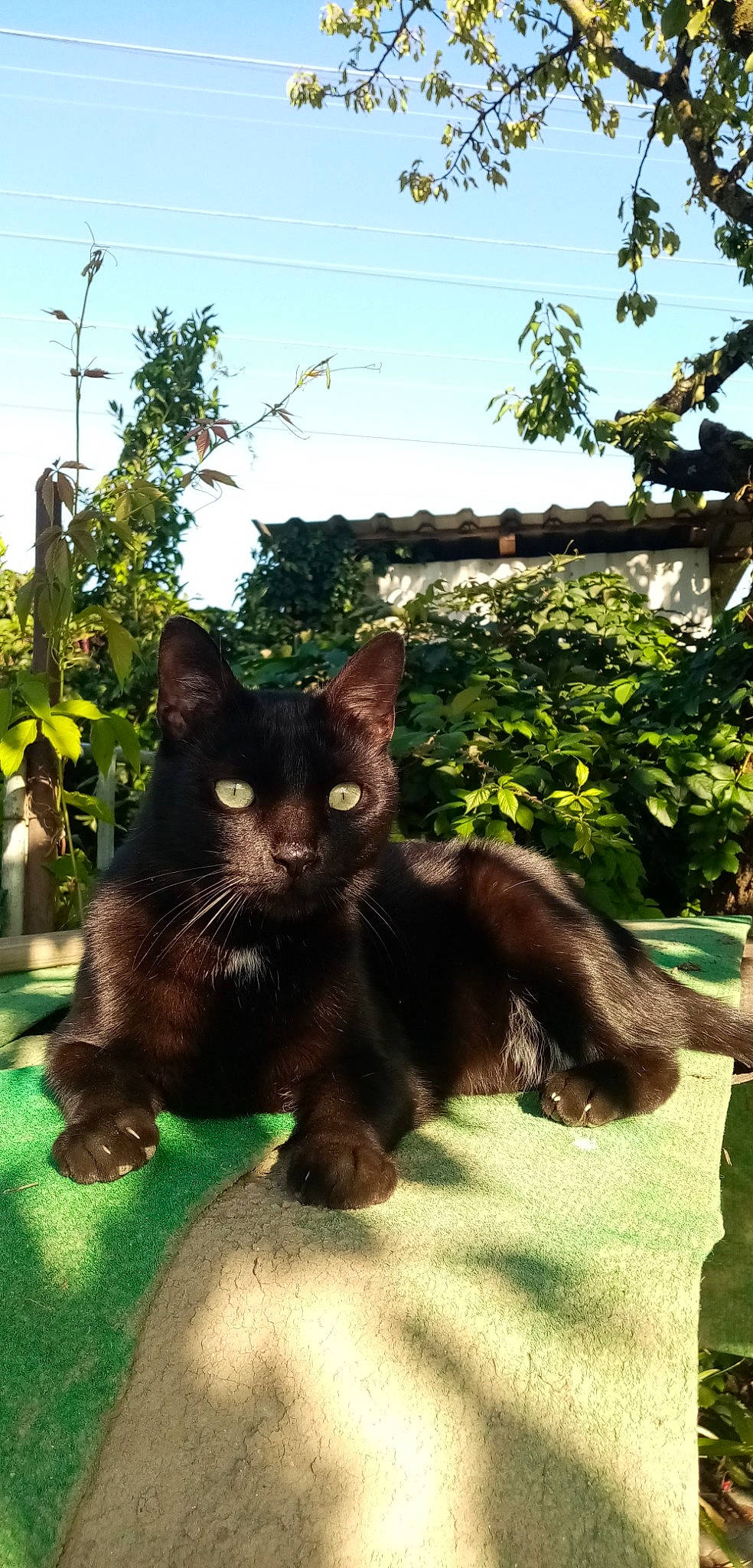 Minouche a rejoint le concours — aidez-le/la à gagner de superbes lots ! art, black_cat, bombay, carnivore, cat, domestic_short_haired_cat, felidae, fur, garden, grass, green, plant, shrub, sky, small_to_medium_sized_cats, snout, tail, terrestrial_animal, tree, whiskers