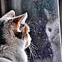 cat, reflection, window, whiskers, fur, curious, indoor, closeup, animal, pet, domestic, sideview, soft_light, quiet, still_life, contemplative, feline, gray, white, ears