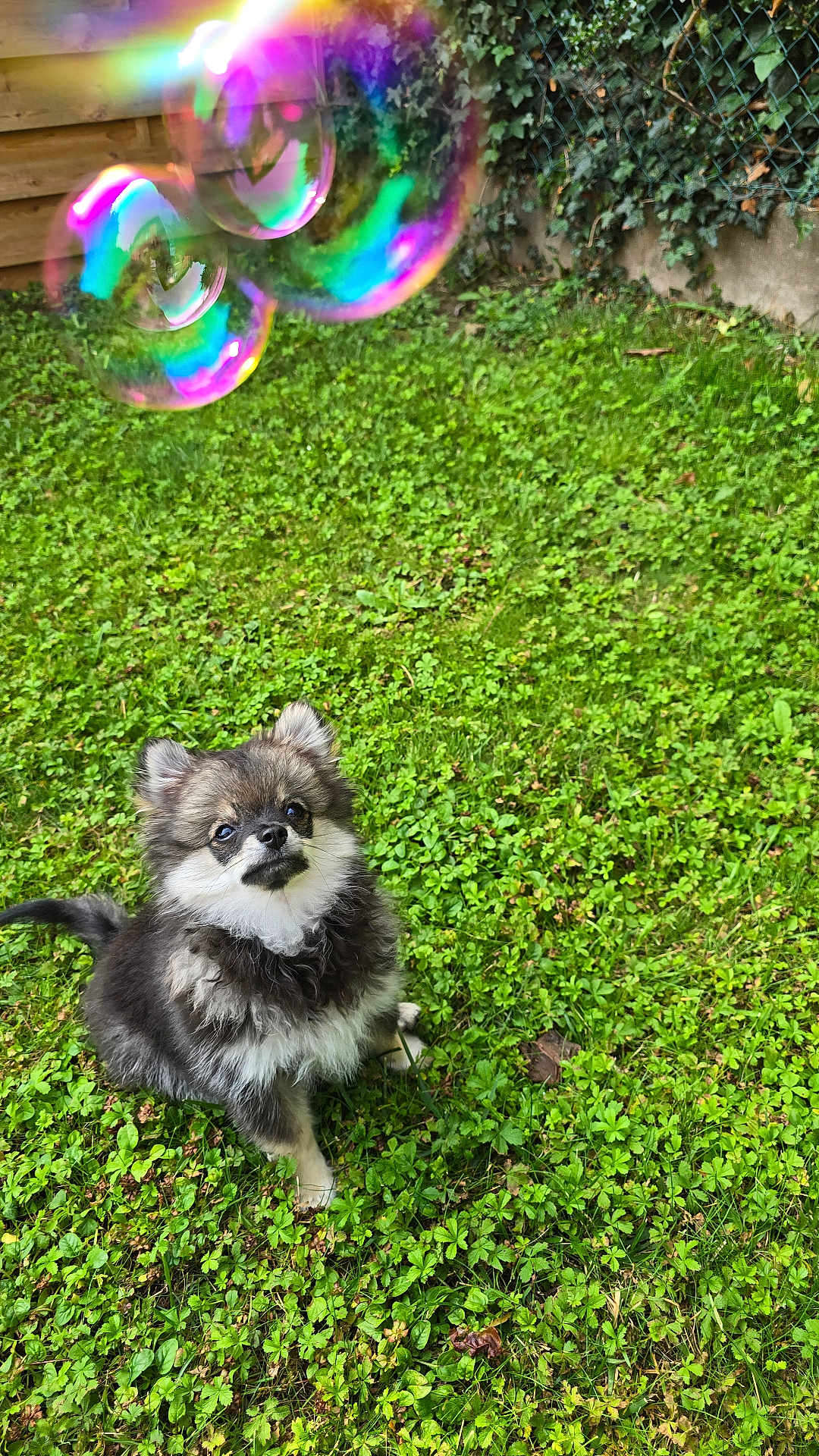 Gaston a rejoint le concours — aidez-le/la à gagner de superbes lots ! dog, puppy, grass, outdoor, bubbles, greenery, ivy, fence, cute, fluffy, pet, nature, playing, small_dog, lawn, colorful, bubble, curious, animal, garden