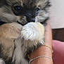 Gaston a rejoint le concours — aidez-le/la à gagner de superbes lots ! puppy, dog, close_up, fluffy, paw, cute, pet, animal, hand, bracelet, furry, snout, soft_focus, indoor, cuddle, young, mammal, domestic_animal, companionship, adorable