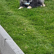 Gaston a rejoint le concours — aidez-le/la à gagner de superbes lots ! puppy, dog, grass, outdoor, pet, cute, animal, fur, pacifier, young, lying_down, nature, small, adorable, playful, greenery, garden, canine, fluffy, resting