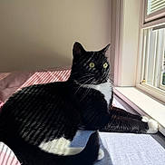 Ellie is registered to the contest to win money with this photo: cat, tuxedo_cat, black_and_white, indoor, window, sunlight, shadows, bed, feline, pet, resting, curious, whiskers, yellow_eyes, domestic_cat, striped_shadows, cozy, relaxed, fur, morning_light