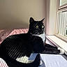 cat, tuxedo_cat, black_and_white, indoor, window, sunlight, shadows, bed, feline, pet, resting, curious, whiskers, yellow_eyes, domestic_cat, striped_shadows, cozy, relaxed, fur, morning_light