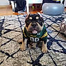 puppy, dog, green_bay_jersey, carpet, rug, indoor, floor, pet, young_dog, cute, animal, small_dog, curious, sitting, home, person, exercise_ball, furniture, toy, casual