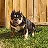 dog, bulldog, pet, outdoor, grass, fence, collar, chain, sunlight, canine, animal, black, tan, muscular, sitting, yard, summer, nature, portrait, domestic