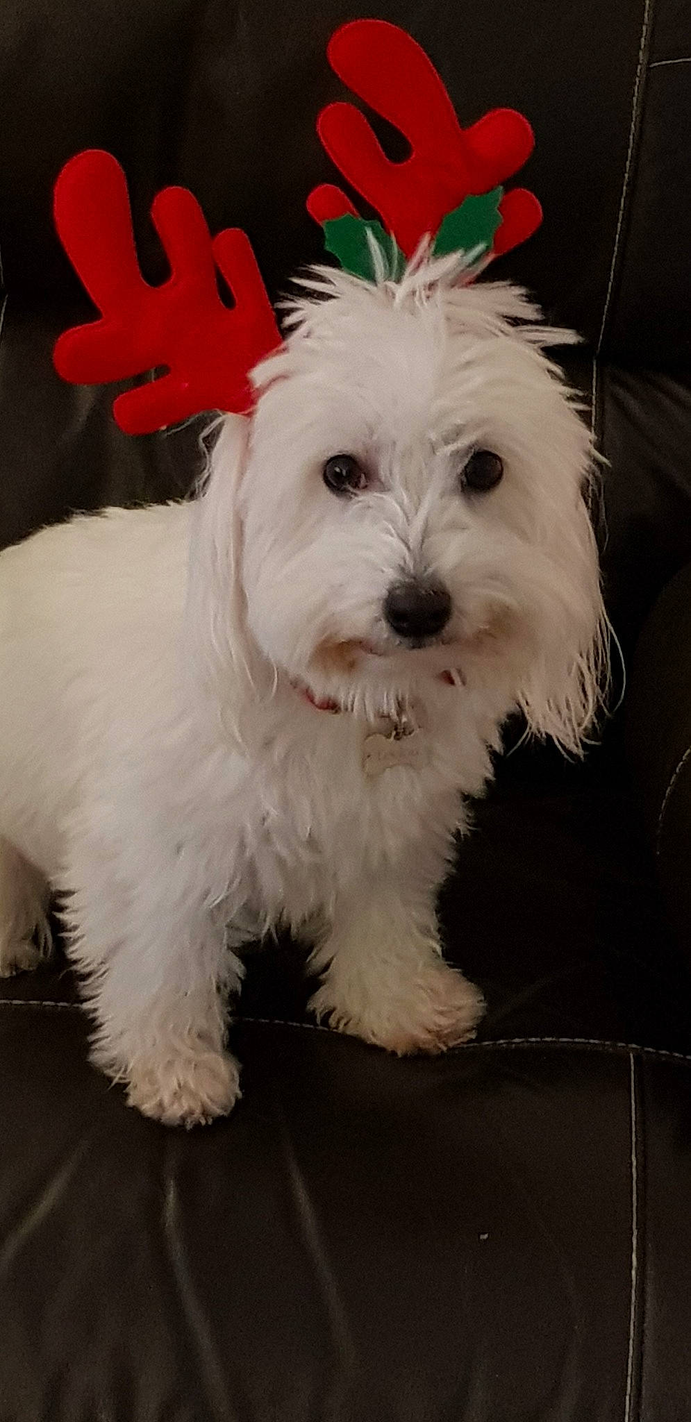 Leelou a rejoint le concours — aidez-le/la à gagner de superbes lots ! bichon, bolognese, carnivoran, companion_dog, dog, dog_breed, dog_breed_group, dog_like_mammal, havanese, maltese, mammal, morkie, non_sporting_group, person, puppy, schnoodle, snout, toy_dog, vertebrate, west_highland_white_terrier