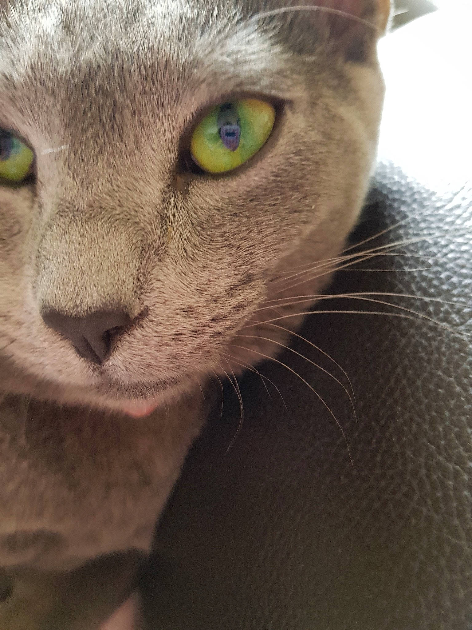 Perle And Providence participe au concours pour gagner de l'argent avec cette photo : asian, burmese, carnivore, cat, chartreux, close_up, domestic_short_haired_cat, eye, fawn, felidae, korat, mammal, nose, oriental_shorthair, russian_blue, singapura, small_to_medium_sized_cats, snout, vertebrate, whiskers