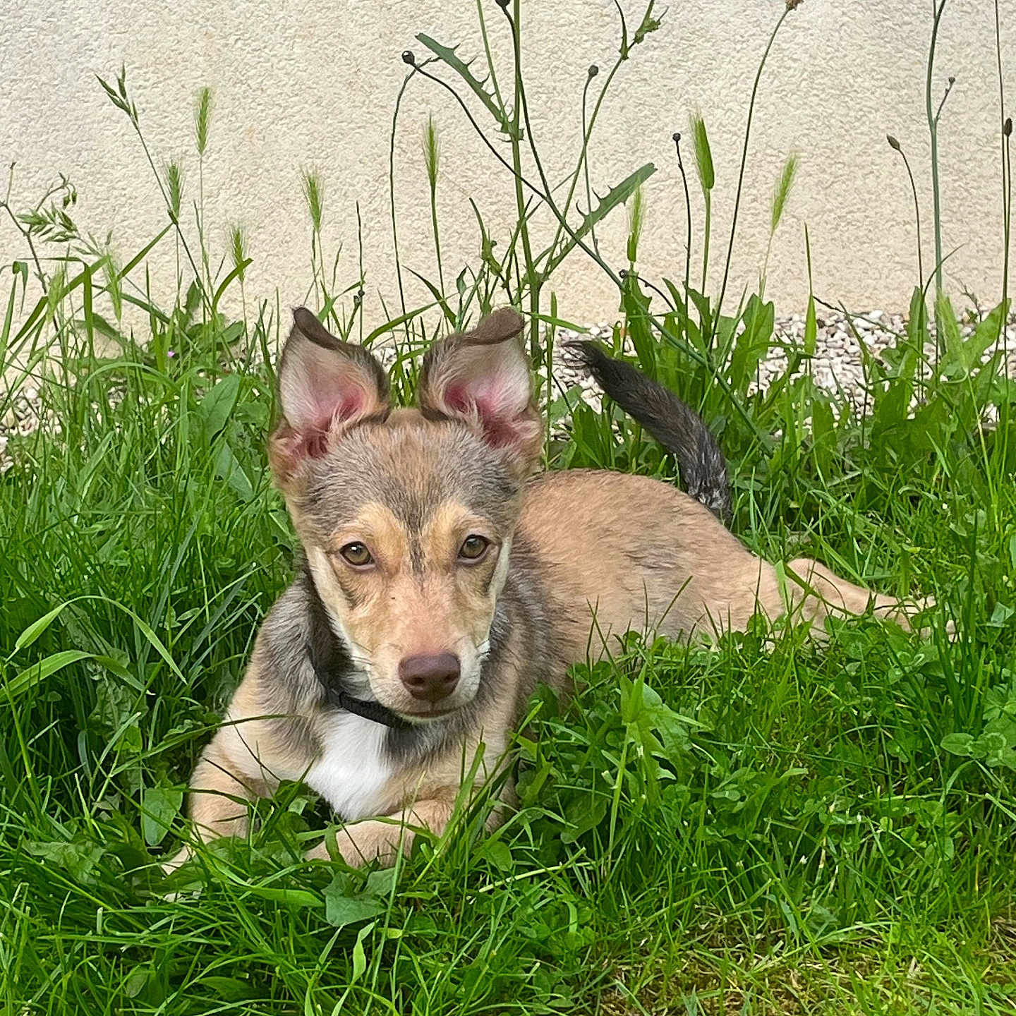 Rookie participe au concours pour gagner de l'argent avec cette photo : animal, canine, dog, field, flower, grass, grassland, green, herbal, herbs, hound, husky, lawn, nature, outdoors, pet, plant, puppy, vegetation, yard