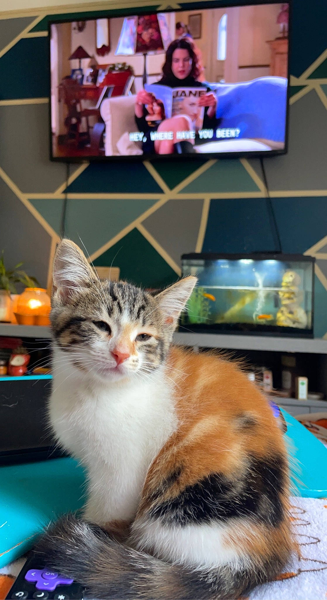 Penny is registered to the contest to win money with this photo: carnivore, cat, desk, display_device, domestic_short_haired_cat, event, felidae, fur, gadget, led_backlit_lcd_display, paw, plant, small_to_medium_sized_cats, snapshot, snout, table, tail, television, television_set, whiskers