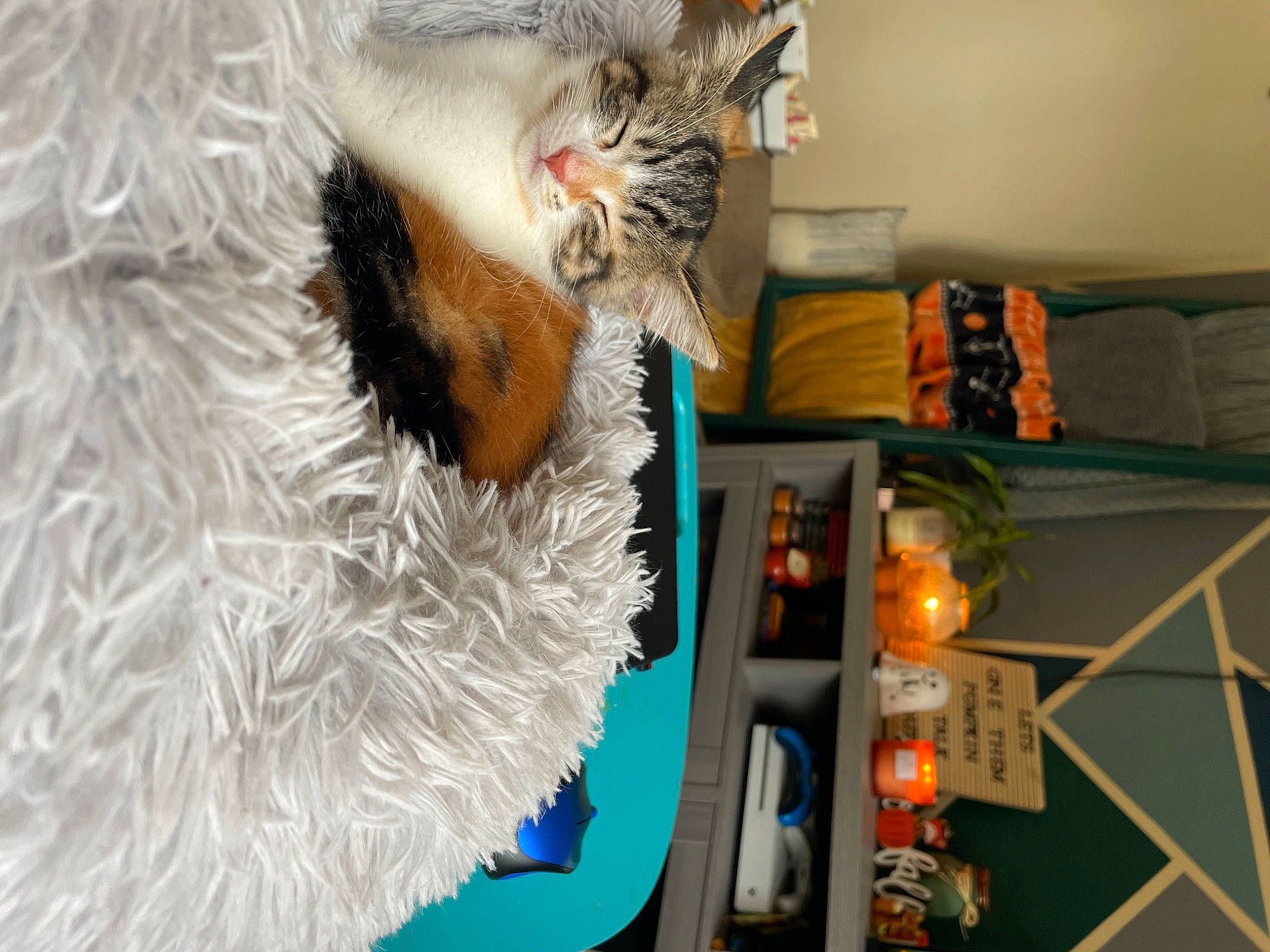 Penny is registered to the contest to win money with this photo: beard, cat, couch, domestic_short_haired_cat, felidae, fur, fur_clothing, house, linens, paw, plush, room, shelf, small_to_medium_sized_cats, stuffed_toy, tail, textile, toy, whiskers, window