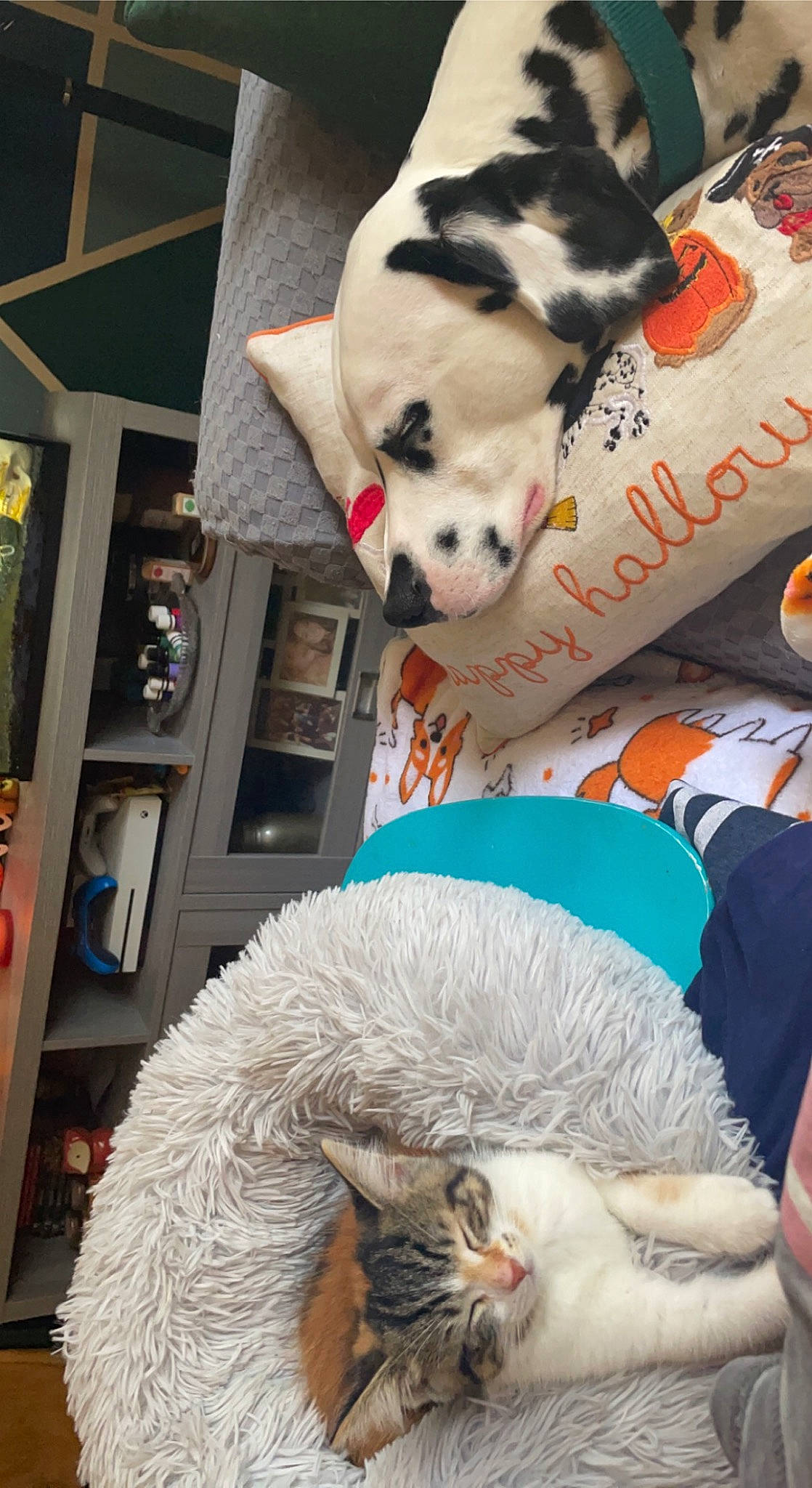 Penny joined the competition — help win amazing prizes! canidae, carmine, carnivore, cat, comfort, companion_dog, dog_breed, fawn, felidae, fur, mammal, small_to_medium_sized_cats, snapshot, snout, stuffed_toy, tail, textile, toy, whiskers, white