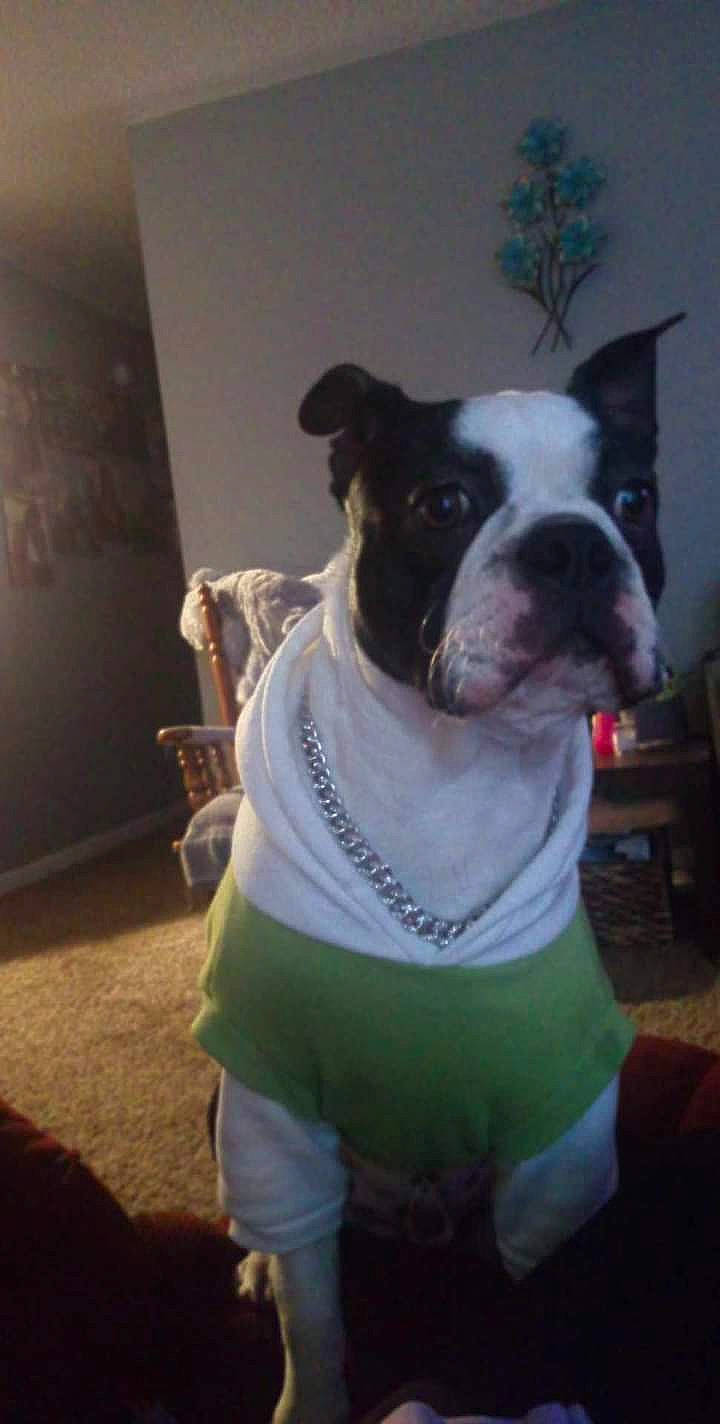 Gizmo is registered to the contest to win money with this photo: boston_terrier, bulldog, canidae, carnivore, chair, collar, companion_dog, dog, dog_breed, dog_clothes, dog_collar, dog_supply, fawn, non_sporting_group, pet_supply, snout, sporting_group, t_shirt, whiskers, working_animal