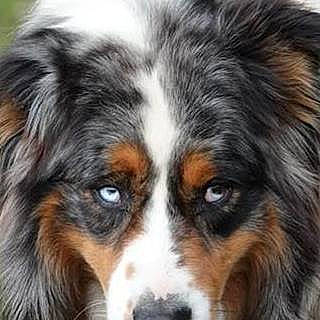 Gordon a rejoint le concours — aidez-le/la à gagner de superbes lots ! bored, canidae, carnivore, close_up, companion_dog, dog, dog_breed, eye, fur, hair, head, human_body, iris, light, smile, snout, sporting_group, terrestrial_animal, whiskers, white