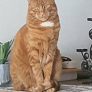Guess a rejoint le concours — aidez-le/la à gagner de superbes lots ! animal, calm, cat, curious, decor, domestic, ears, feline, fur, ginger_cat, household, indoor, mammal, orange, pet, plant, sitting, tabby, table, whiskers