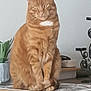 animal, calm, cat, curious, decor, domestic, ears, feline, fur, ginger_cat, household, indoor, mammal, orange, pet, plant, sitting, tabby, table, whiskers