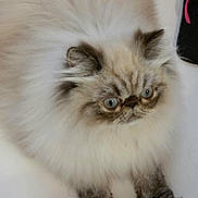 Gandalf is registered to the contest to win money with this photo: cat, fluffy, blue_eyes, white_background, pet, fur, paws, domestic_animal, indoor, footwear, sandal, curious, closeup, animal, mammal, cute, whiskers, face, ears, portrait