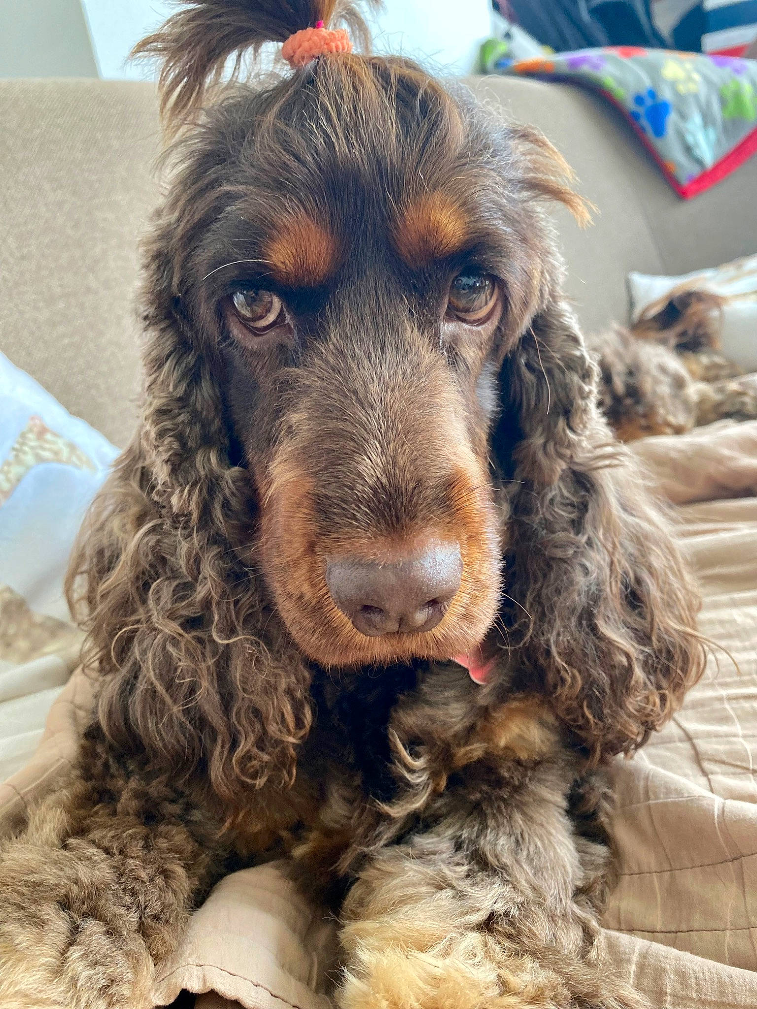 Roxie a rejoint le concours — aidez-le/la à gagner de superbes lots ! canidae, carnivore, cocker_spaniel, companion_dog, dog, dog_breed, ear, fur, gun_dog, hunting_dog, liver, snout, spaniel, sporting_group, terrestrial_animal, water_dog, working_animal