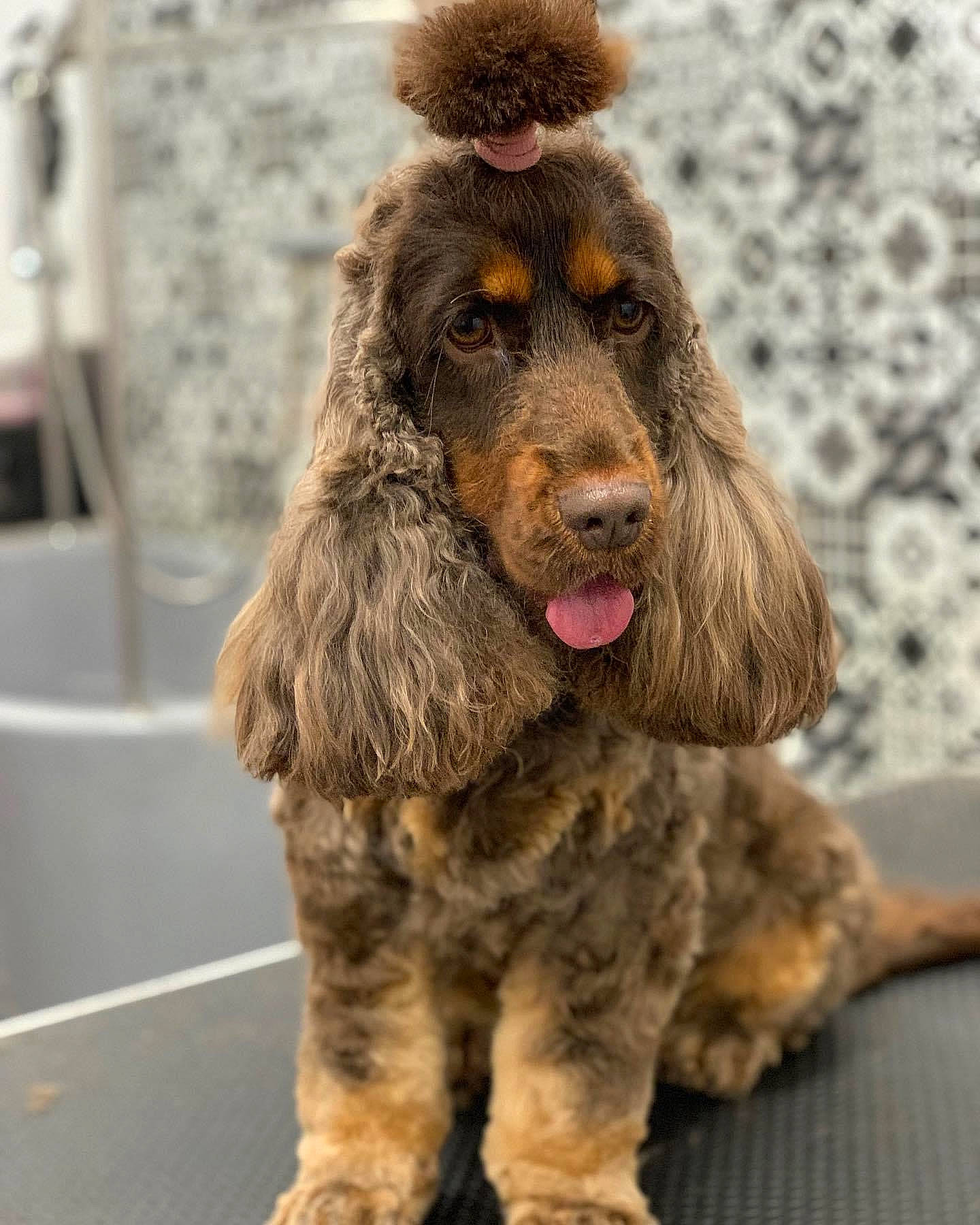 Roxie a rejoint le concours — aidez-le/la à gagner de superbes lots ! ancient_dog_breeds, canidae, carnivore, cocker_spaniel, companion_dog, dog, dog_breed, fur, gun_dog, liver, murray_river_curly_coated_retriever, snout, spaniel, sporting_group, terrestrial_animal, water_dog, working_animal, working_dog