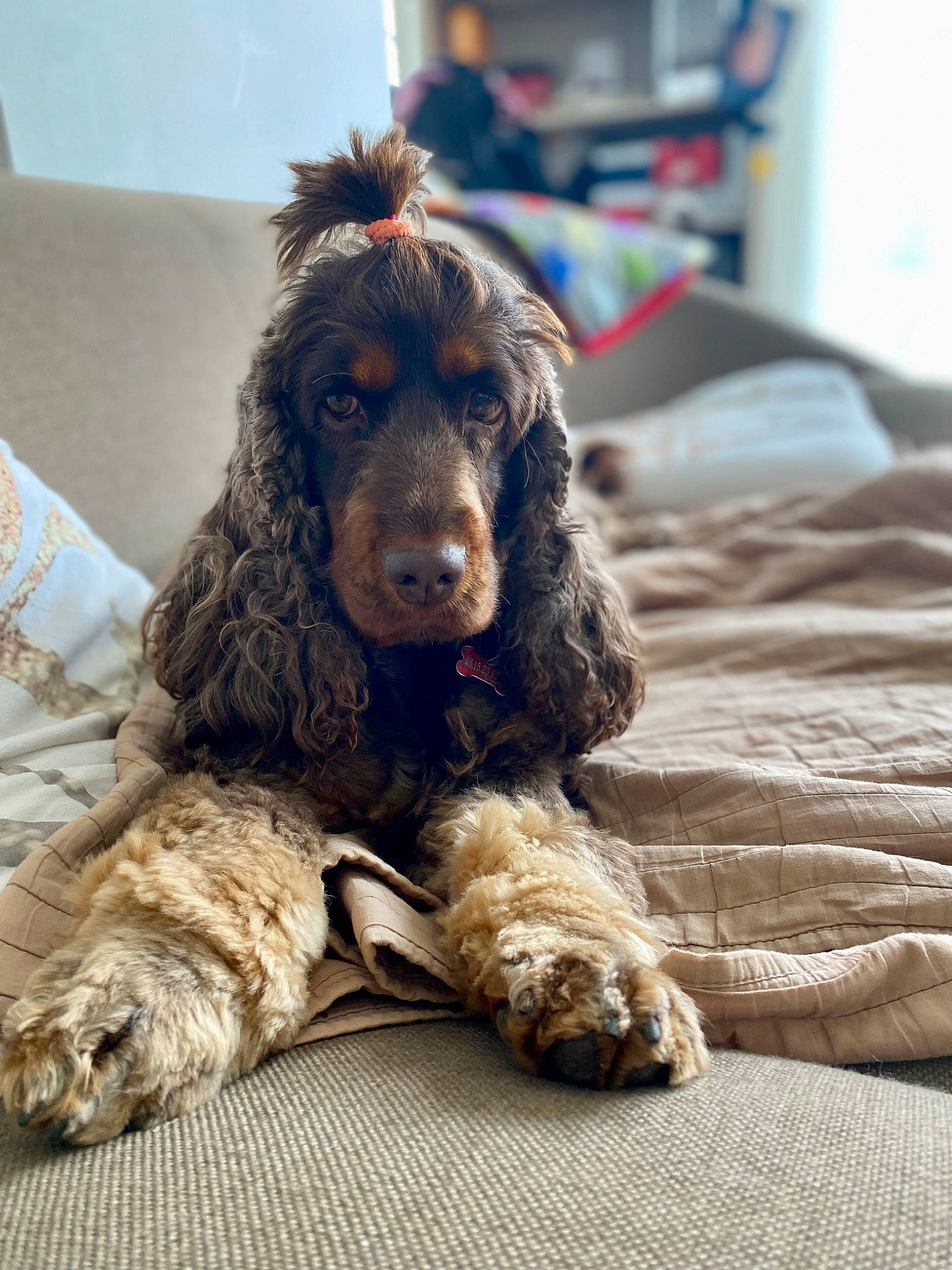 Roxie a rejoint le concours — aidez-le/la à gagner de superbes lots ! canidae, carnivore, cocker_spaniel, comfort, companion_dog, dog, dog_breed, fur, liver, pillow, snout, spaniel, sporting_group, terrestrial_animal, water_dog, working_animal