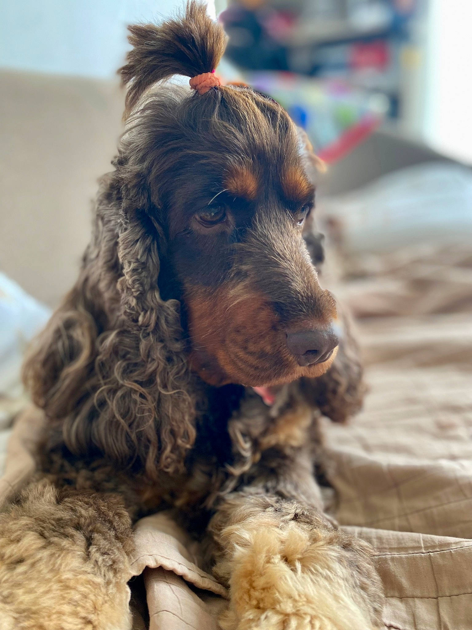 Roxie participe au concours pour gagner de l'argent avec cette photo : canidae, carnivore, cocker_spaniel, companion_dog, dog, dog_breed, dog_collar, ear, fur, gun_dog, hunting_dog, liver, snout, spaniel, sporting_group, terrestrial_animal, water_dog, working_animal