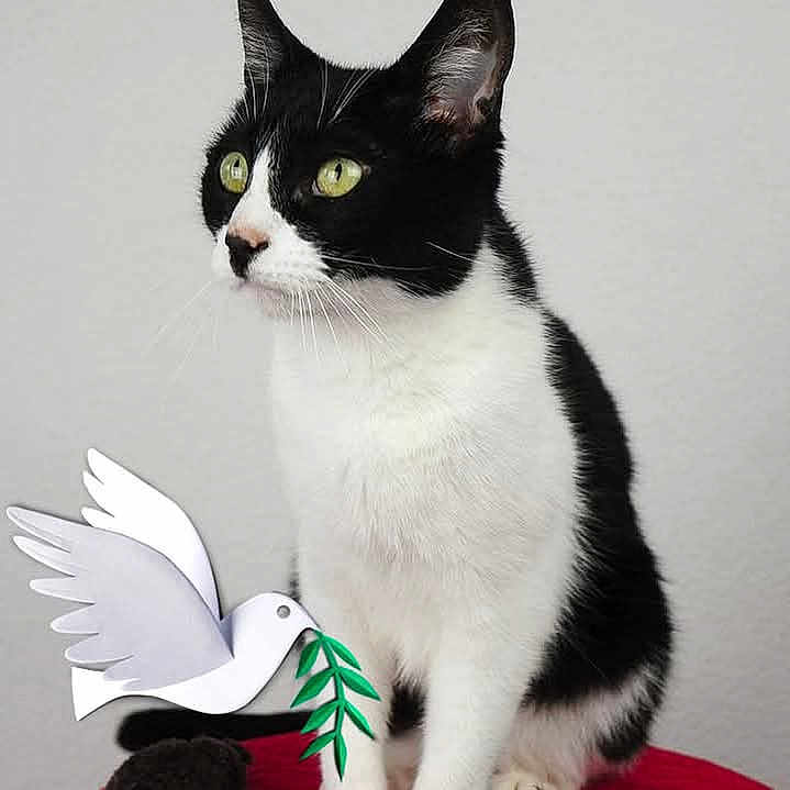 Câlin participe au concours pour gagner de l'argent avec cette photo : abyssinian, angora, animal, blackcat, cat, clothing, egyptiancat, footwear, head, kitten, manx, person, pet, shoe, toy