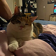 Precious is registered to the contest to win money with this photo: bed, blanket, calico_cat, cat, cozy, domestic_animal, fabric, furniture, home, indoor, kitchen, lion_portrait, painting, paw, person_arm, refrigerator, relaxed, resting, sleepy, soft_lighting
