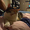 bed, blanket, calico_cat, cat, cozy, domestic_animal, fabric, furniture, home, indoor, kitchen, lion_portrait, painting, paw, person_arm, refrigerator, relaxed, resting, sleepy, soft_lighting