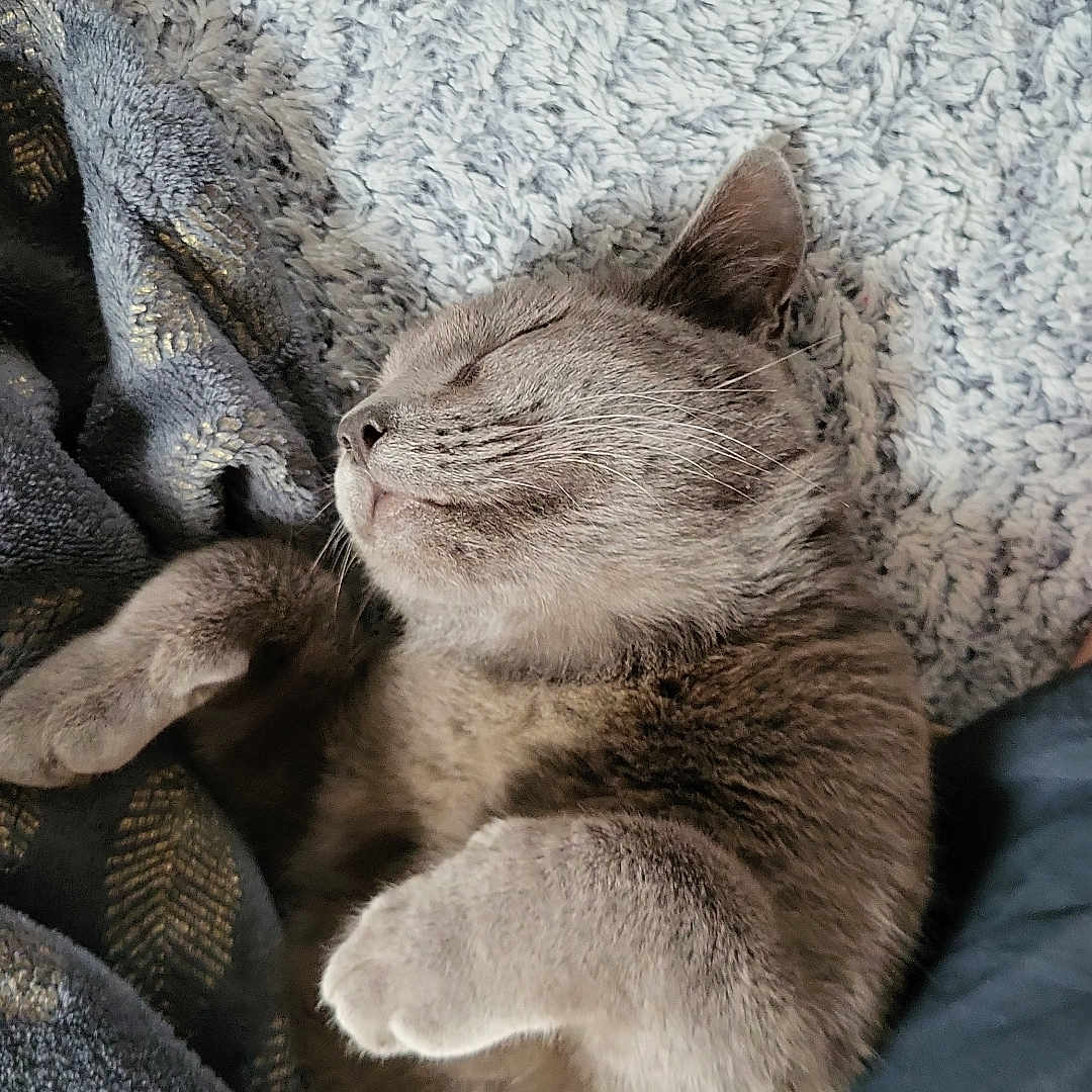 Milo