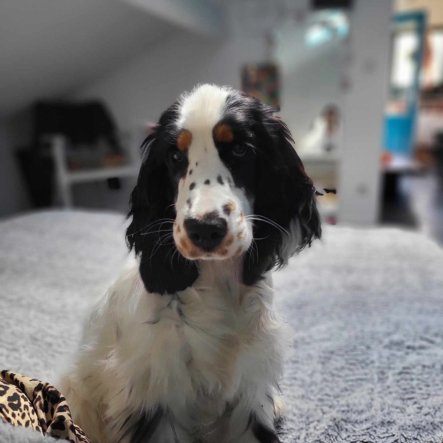 Luna a rejoint le concours — aidez-le/la à gagner de superbes lots ! adult, animal, bed, bedroom, blanket, canine, cockerspaniel, couch, dog, female, furniture, hound, indoors, papillon, person, pet, pointer, puppy, room, woman