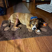 Brutus is registered to the contest to win money with this photo: dog, brown_dog, rug, paw_print, ball, toy, wood_floor, indoor, pet, collar, canine, relaxed, laying_down, flooring, domestic, home, animal, household, comfort, resting