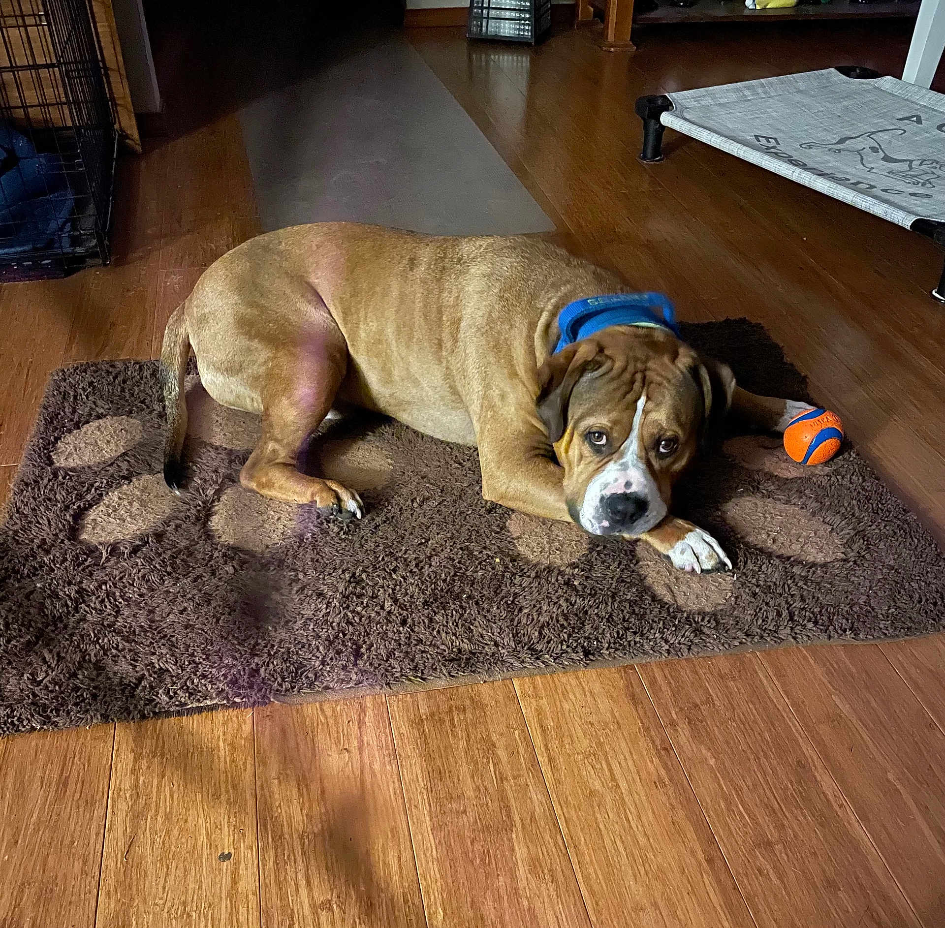 Brutus is registered to the contest to win money with this photo: dog, brown_dog, rug, paw_print, ball, toy, wood_floor, indoor, pet, collar, canine, relaxed, laying_down, flooring, domestic, home, animal, household, comfort, resting