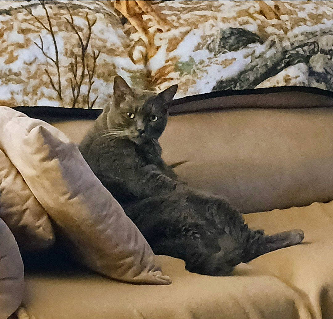 Tesla joined the competition — help win amazing prizes! animal, blanket, cat, couch, cozy, domestic_animal, feline, fur, furniture, gray_cat, home, indoor, looking, mammal, one_animal, pet, pillow, relaxed, resting, sitting